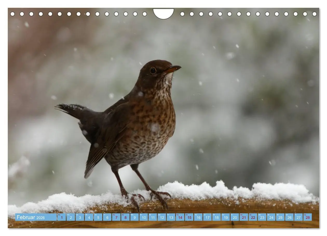 Bild: 9783457620427 | Amsel - Schwarzdrossel fotografiert von Ostfriesenfotografie...
