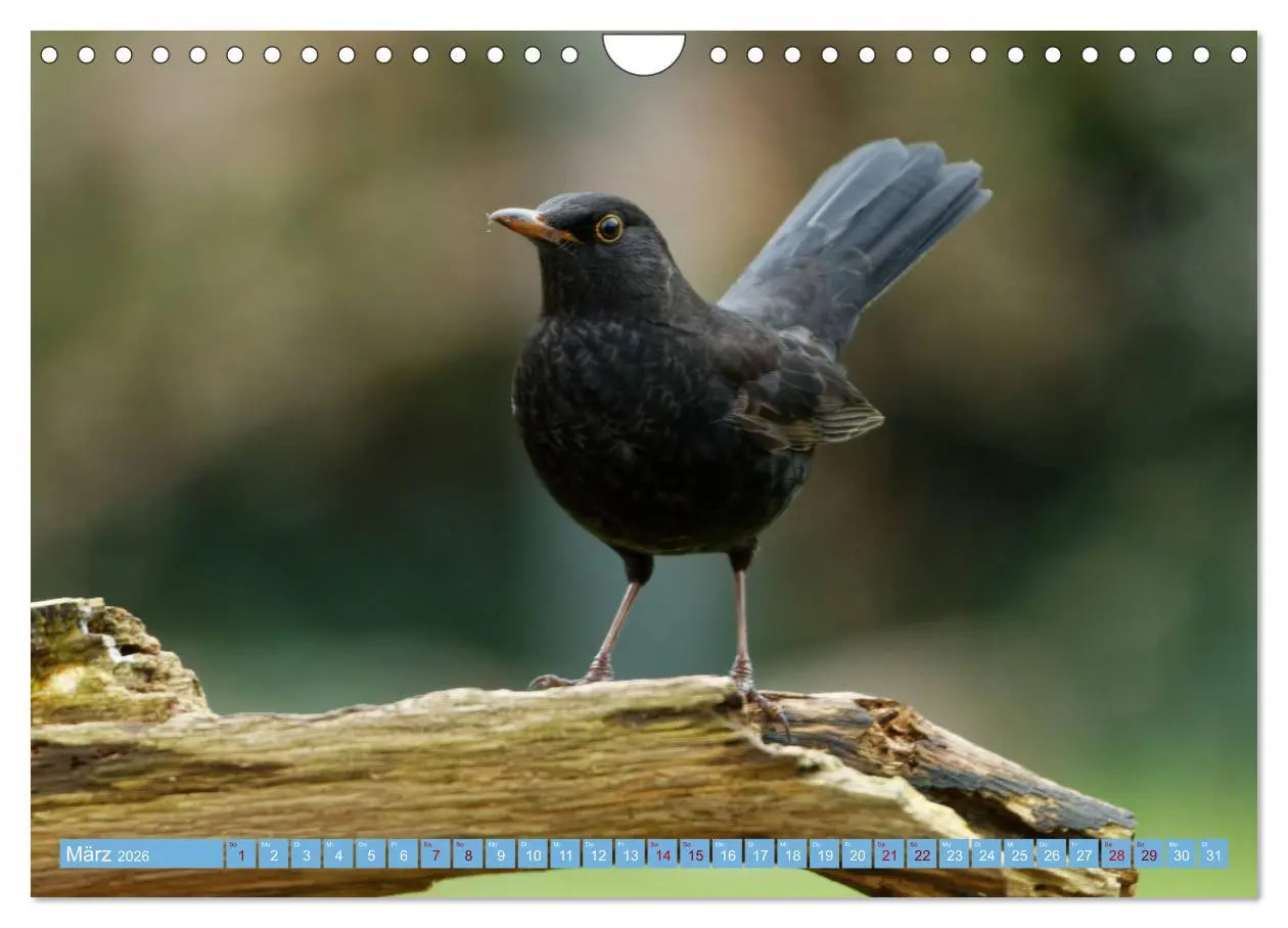 Bild: 9783457620427 | Amsel - Schwarzdrossel fotografiert von Ostfriesenfotografie...