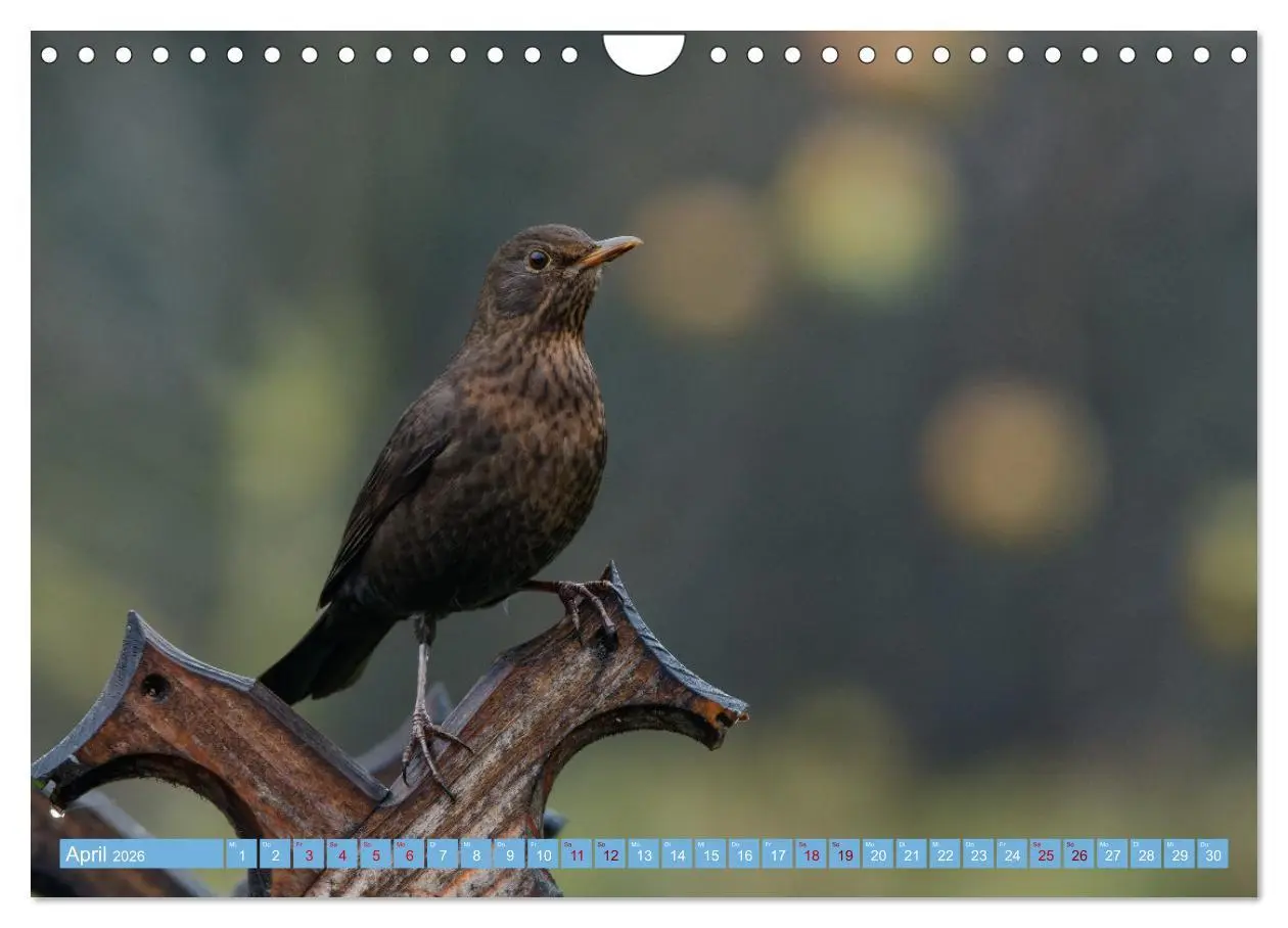 Bild: 9783457620427 | Amsel - Schwarzdrossel fotografiert von Ostfriesenfotografie...