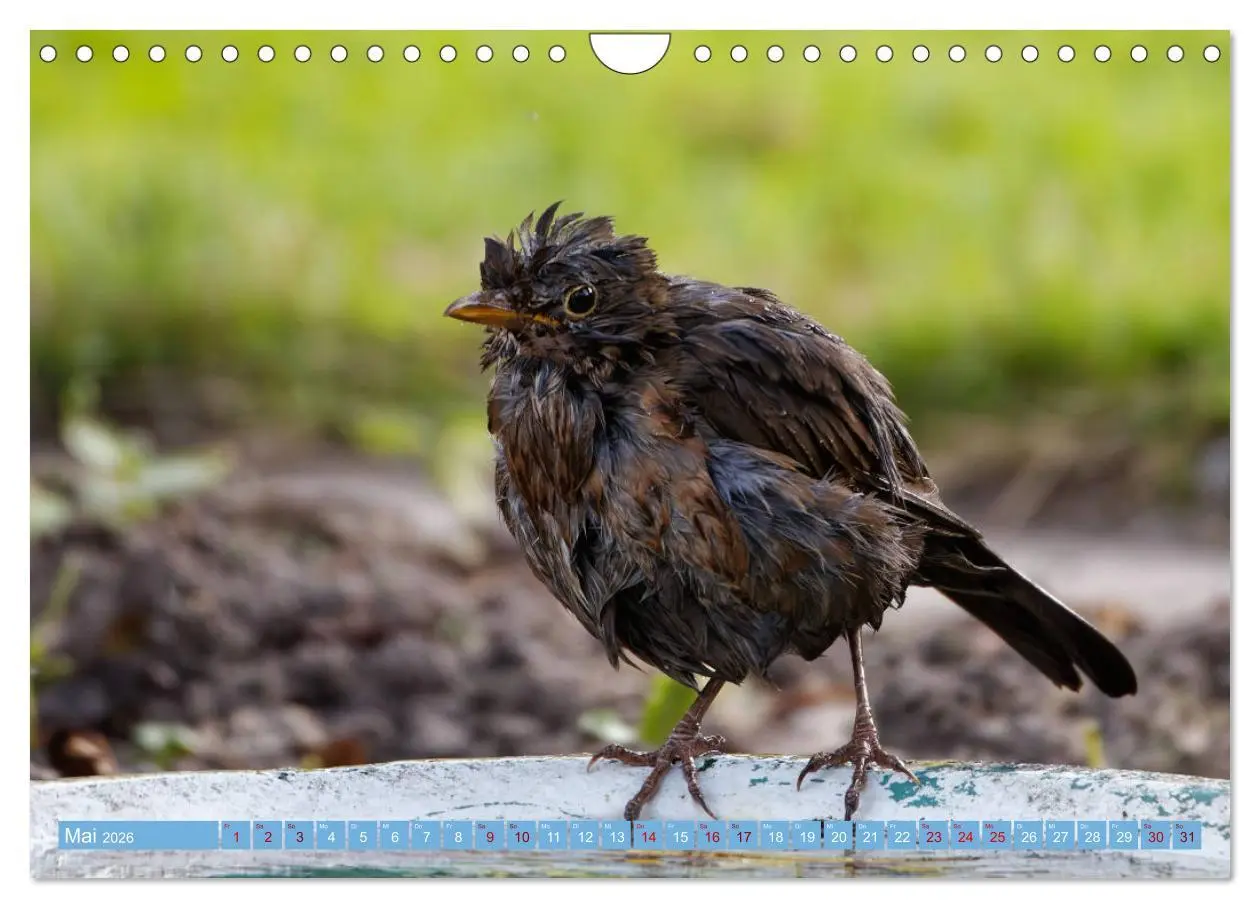 Bild: 9783457620427 | Amsel - Schwarzdrossel fotografiert von Ostfriesenfotografie...
