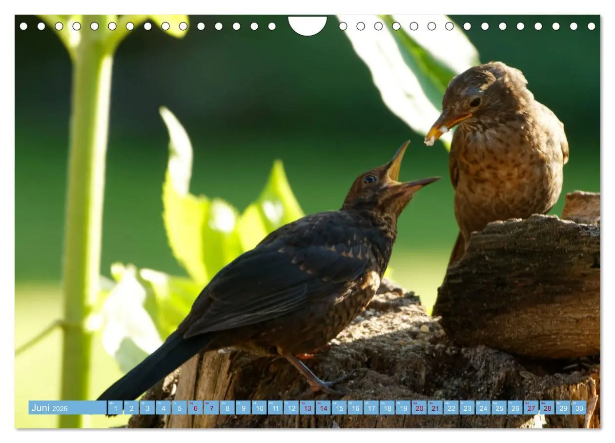 Bild: 9783457620427 | Amsel - Schwarzdrossel fotografiert von Ostfriesenfotografie...