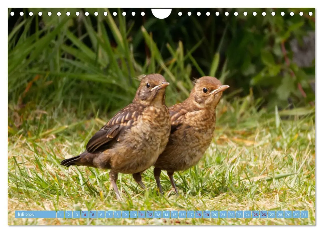 Bild: 9783457620427 | Amsel - Schwarzdrossel fotografiert von Ostfriesenfotografie...