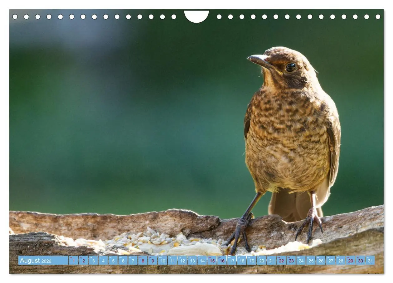 Bild: 9783457620427 | Amsel - Schwarzdrossel fotografiert von Ostfriesenfotografie...
