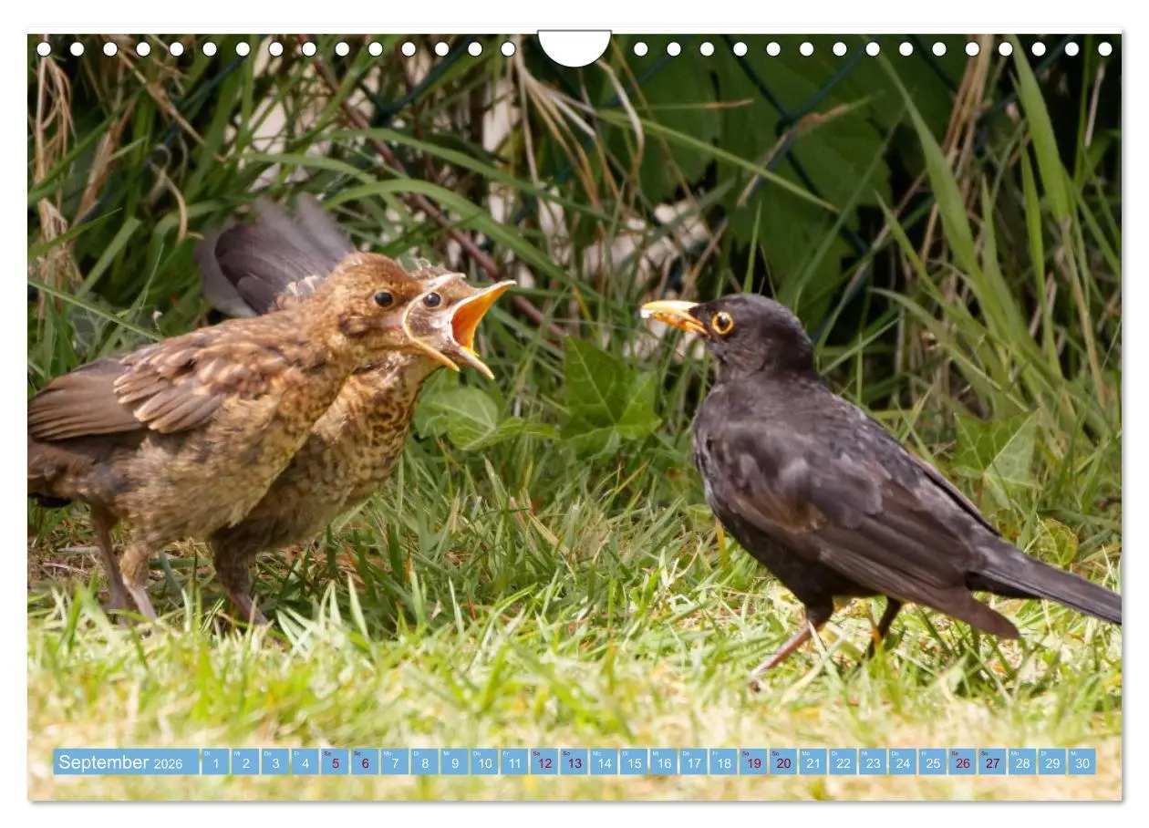Bild: 9783457620427 | Amsel - Schwarzdrossel fotografiert von Ostfriesenfotografie...