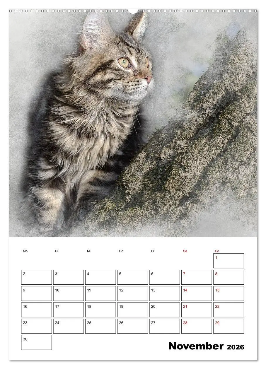 Bild: 9783516400427 | Maine Coon Katzen (hochwertiger Premium Wandkalender 2026 DIN A2...