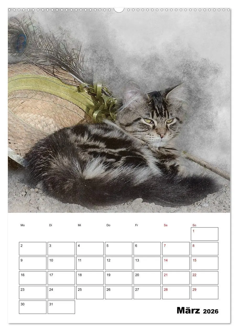 Bild: 9783516400427 | Maine Coon Katzen (hochwertiger Premium Wandkalender 2026 DIN A2...