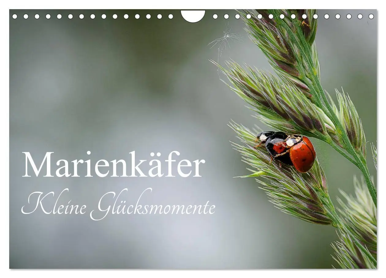 Cover: 9783457780527 | Marienkäfer - kleine Glücksmomente (Wandkalender 2026 DIN A4 quer),...