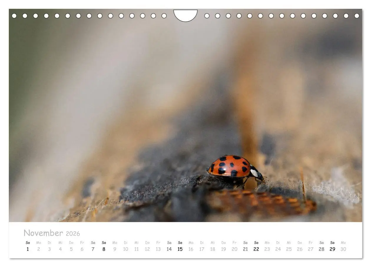 Bild: 9783457780527 | Marienkäfer - kleine Glücksmomente (Wandkalender 2026 DIN A4 quer),...