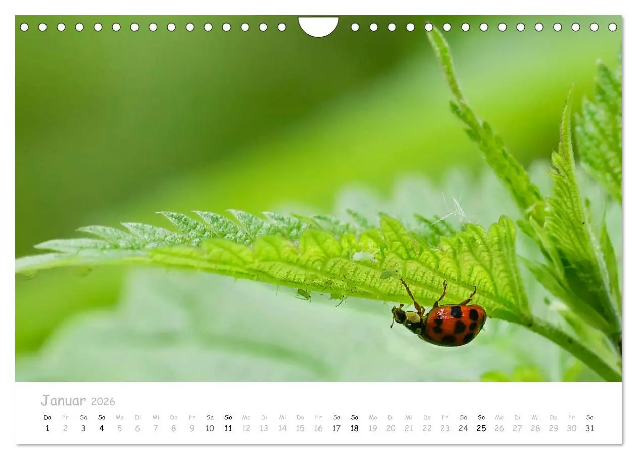 Bild: 9783457780527 | Marienkäfer - kleine Glücksmomente (Wandkalender 2026 DIN A4 quer),...