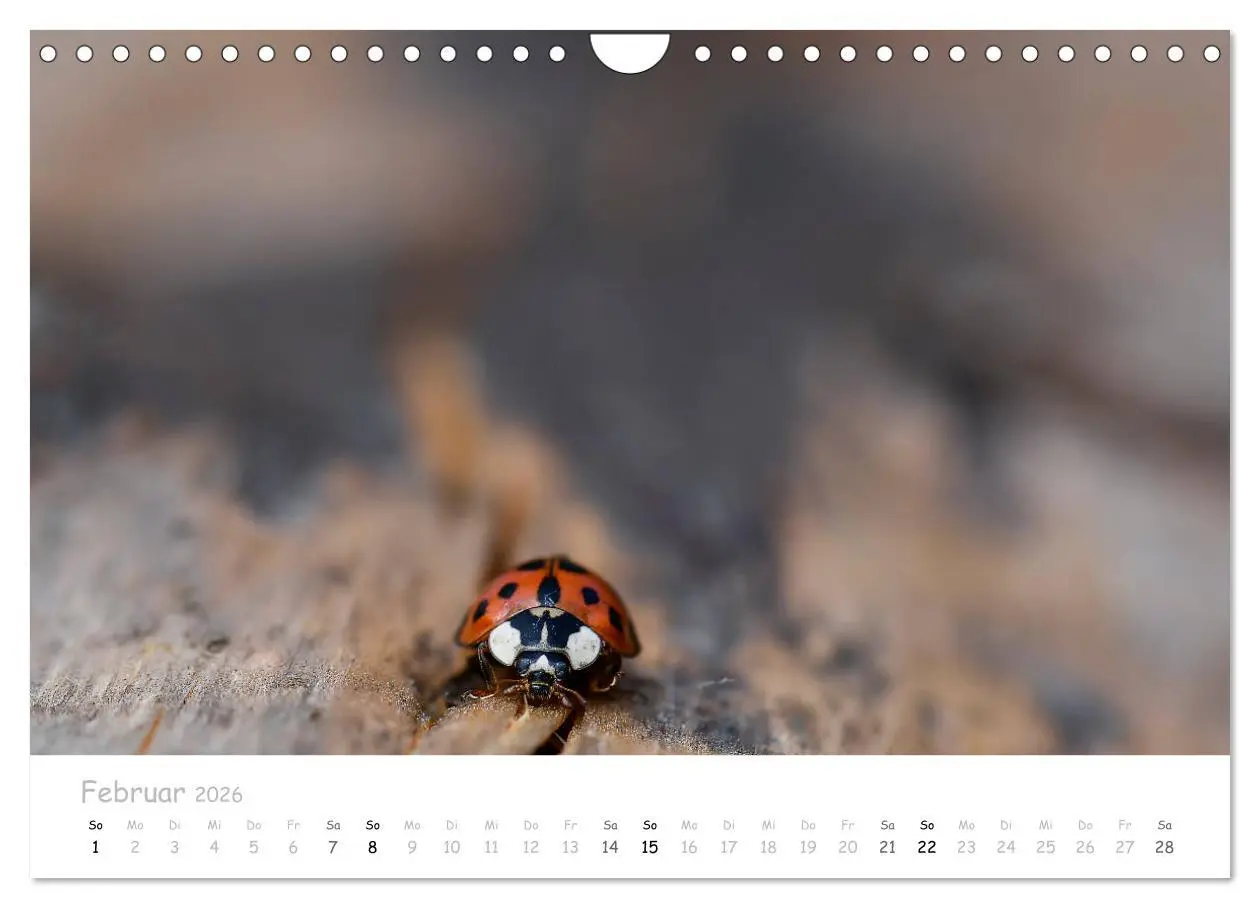 Bild: 9783457780527 | Marienkäfer - kleine Glücksmomente (Wandkalender 2026 DIN A4 quer),...