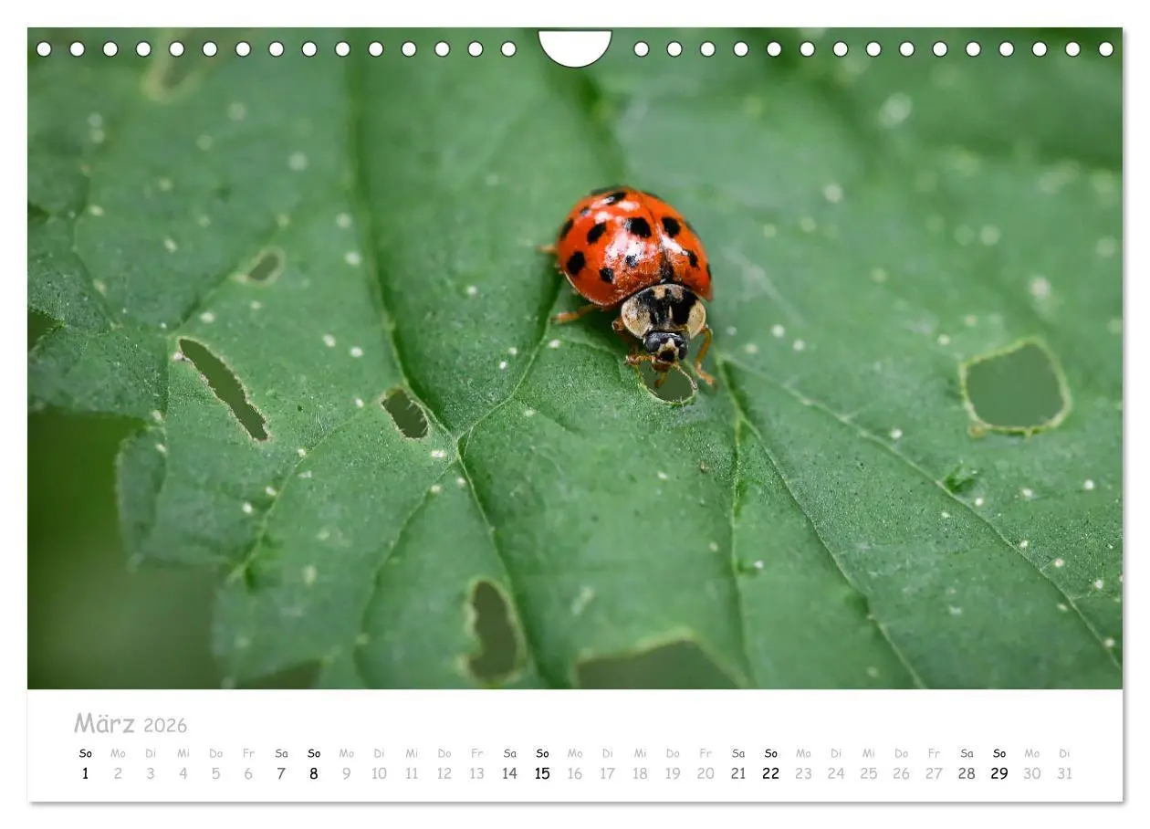 Bild: 9783457780527 | Marienkäfer - kleine Glücksmomente (Wandkalender 2026 DIN A4 quer),...