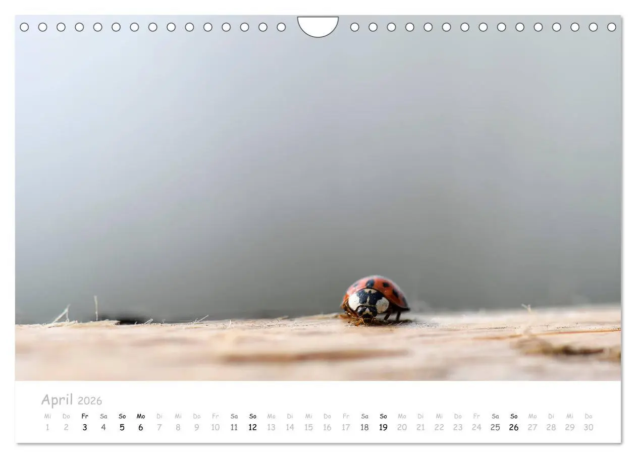 Bild: 9783457780527 | Marienkäfer - kleine Glücksmomente (Wandkalender 2026 DIN A4 quer),...