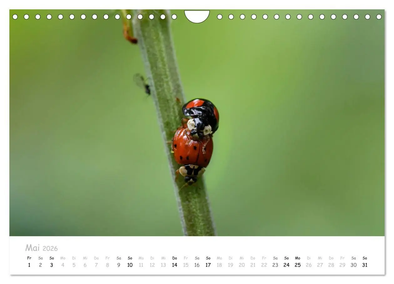 Bild: 9783457780527 | Marienkäfer - kleine Glücksmomente (Wandkalender 2026 DIN A4 quer),...