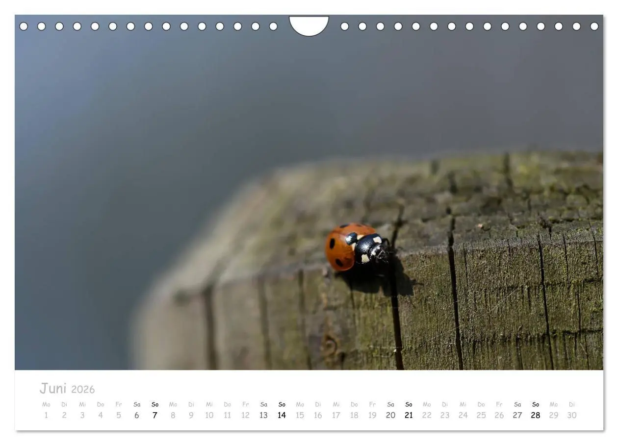 Bild: 9783457780527 | Marienkäfer - kleine Glücksmomente (Wandkalender 2026 DIN A4 quer),...