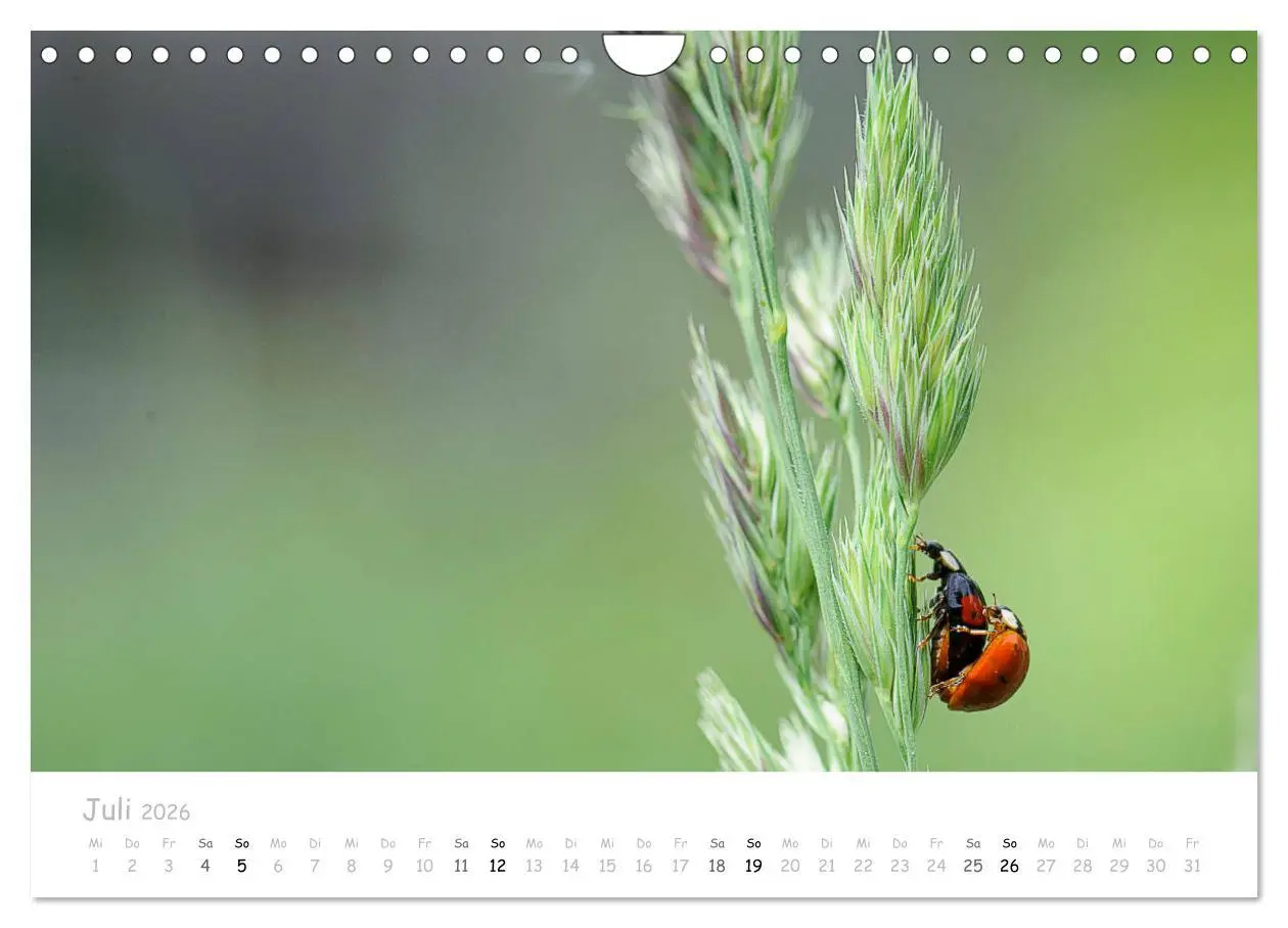 Bild: 9783457780527 | Marienkäfer - kleine Glücksmomente (Wandkalender 2026 DIN A4 quer),...
