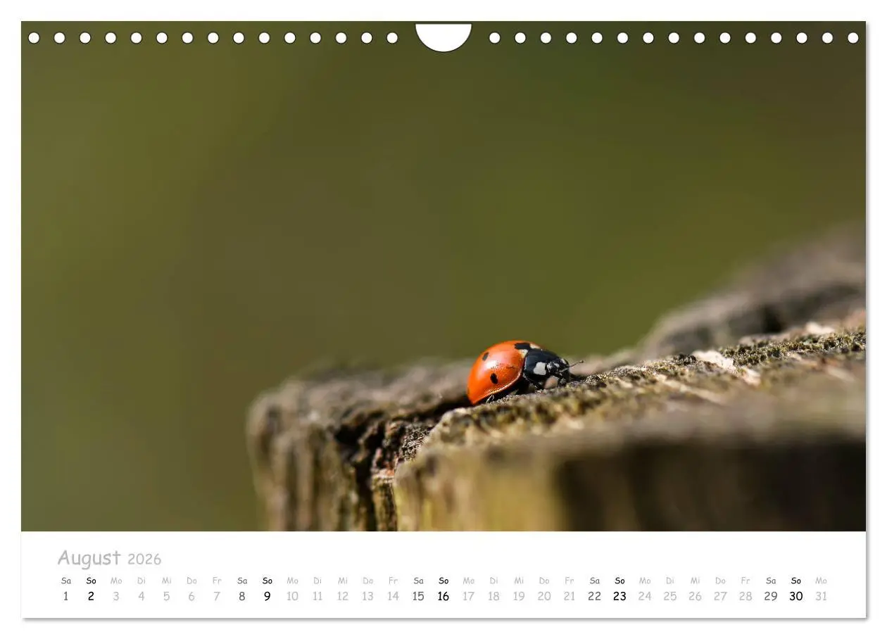 Bild: 9783457780527 | Marienkäfer - kleine Glücksmomente (Wandkalender 2026 DIN A4 quer),...