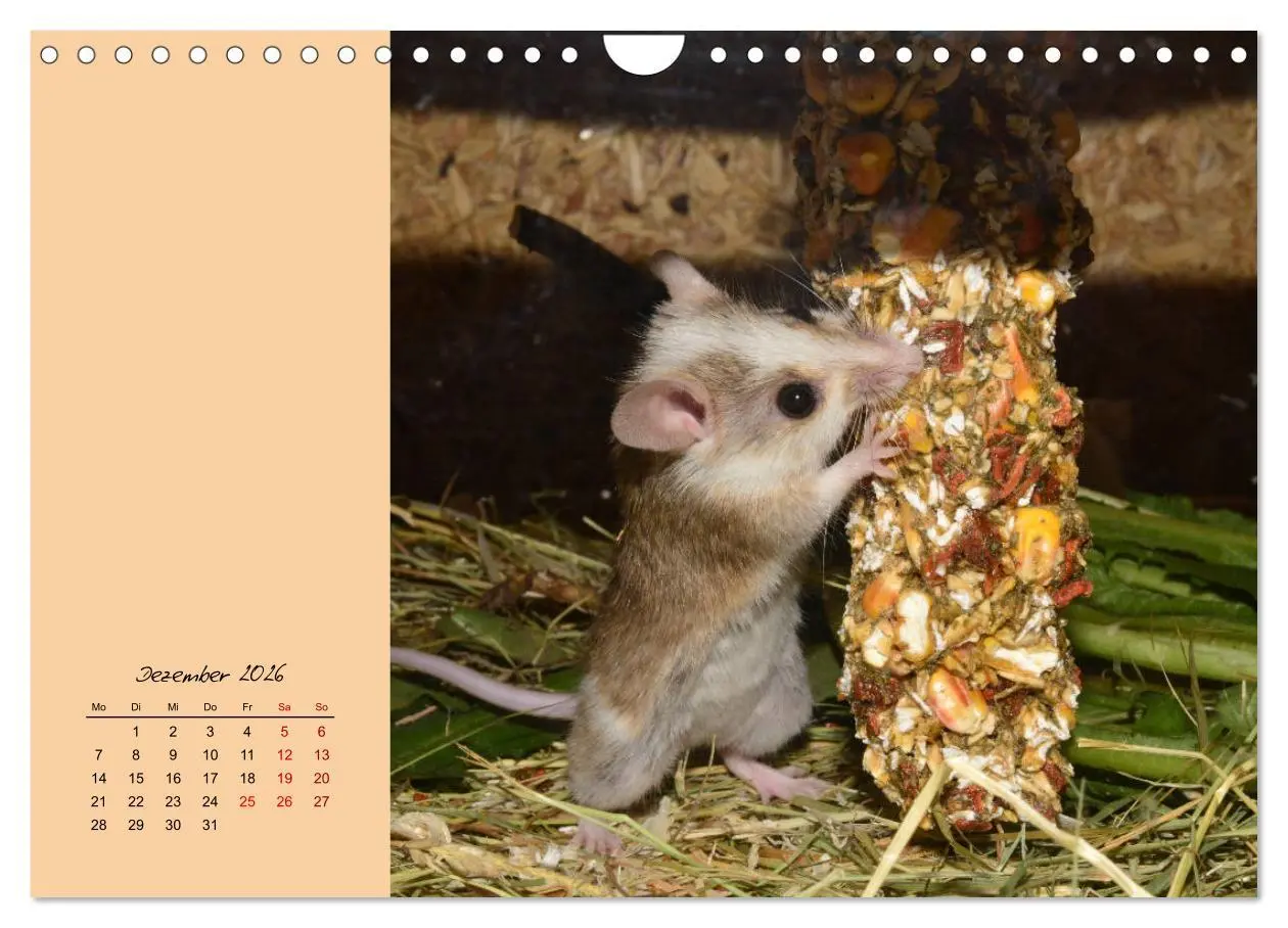 Bild: 9783457840627 | Mausige Zeiten! Putzige Gesellen mit Knopfaugen (Wandkalender 2026...