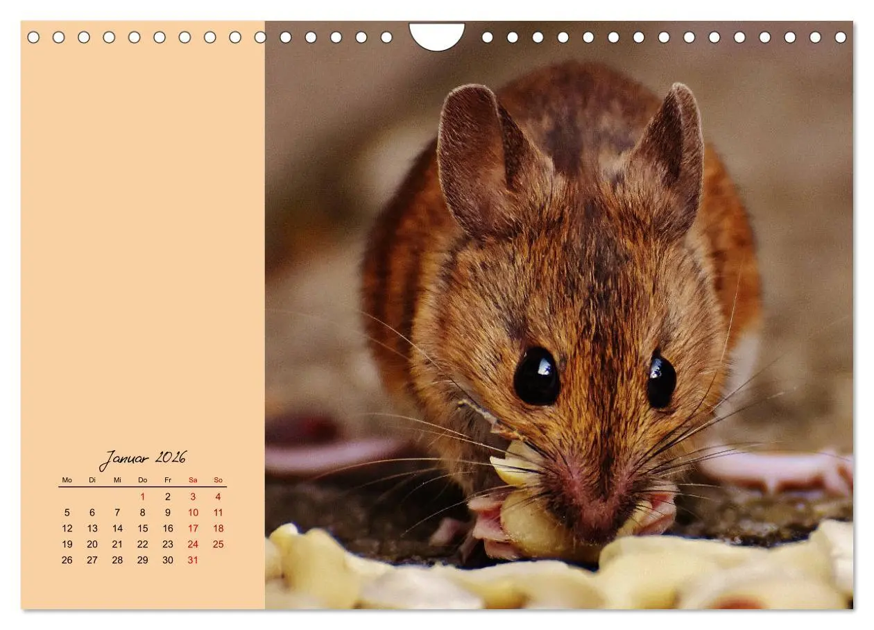 Bild: 9783457840627 | Mausige Zeiten! Putzige Gesellen mit Knopfaugen (Wandkalender 2026...