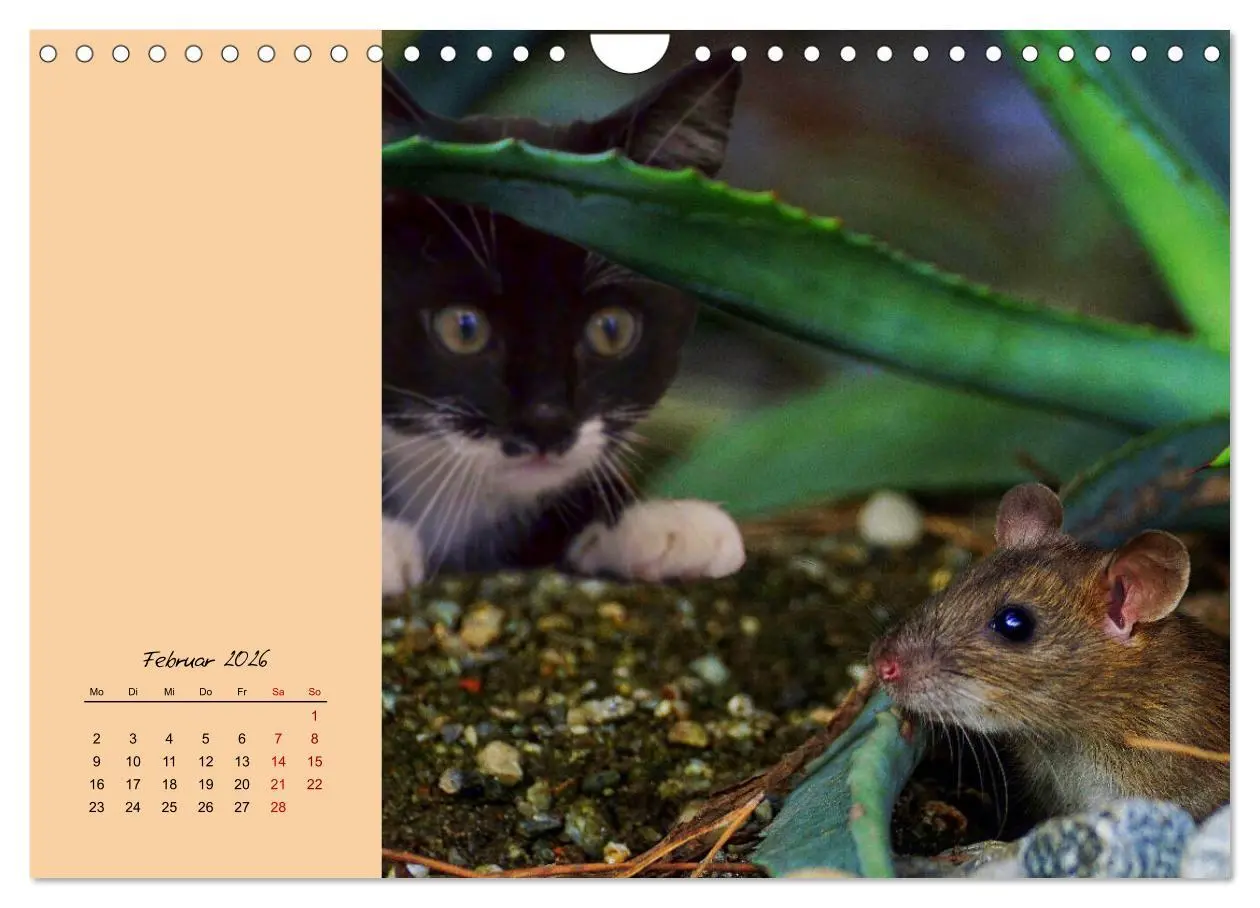 Bild: 9783457840627 | Mausige Zeiten! Putzige Gesellen mit Knopfaugen (Wandkalender 2026...