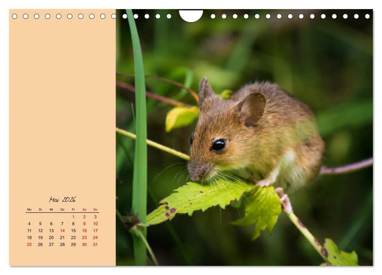 Bild: 9783457840627 | Mausige Zeiten! Putzige Gesellen mit Knopfaugen (Wandkalender 2026...