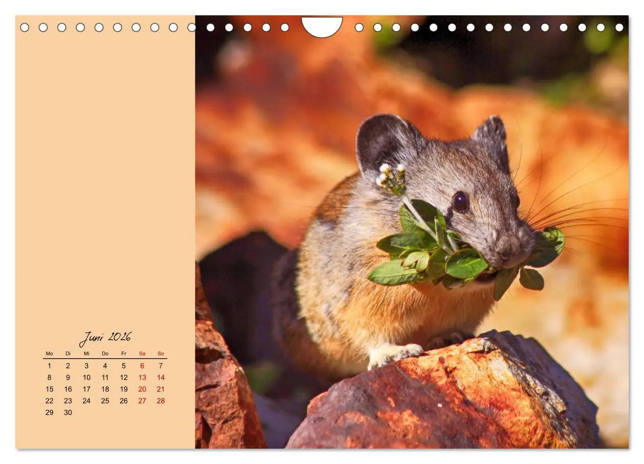 Bild: 9783457840627 | Mausige Zeiten! Putzige Gesellen mit Knopfaugen (Wandkalender 2026...