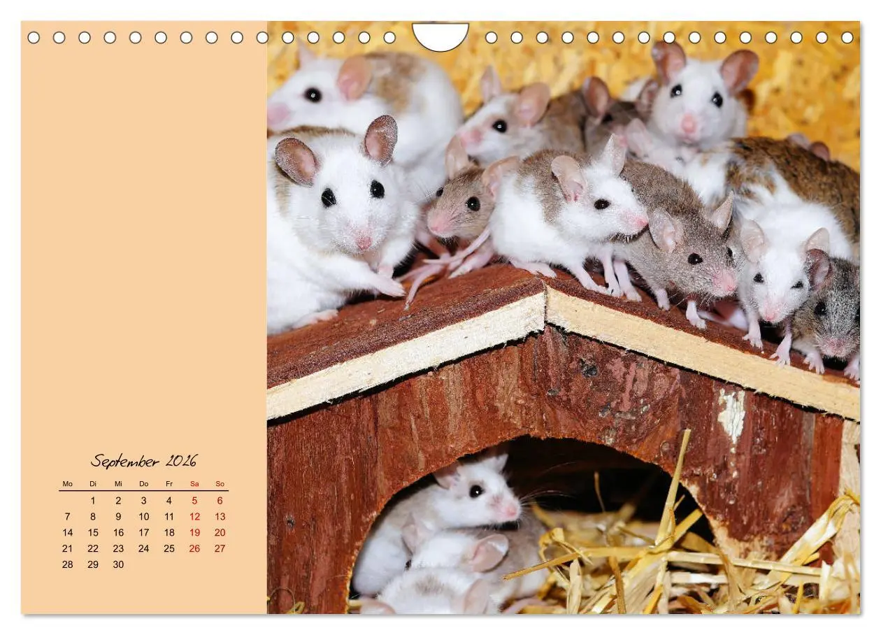 Bild: 9783457840627 | Mausige Zeiten! Putzige Gesellen mit Knopfaugen (Wandkalender 2026...