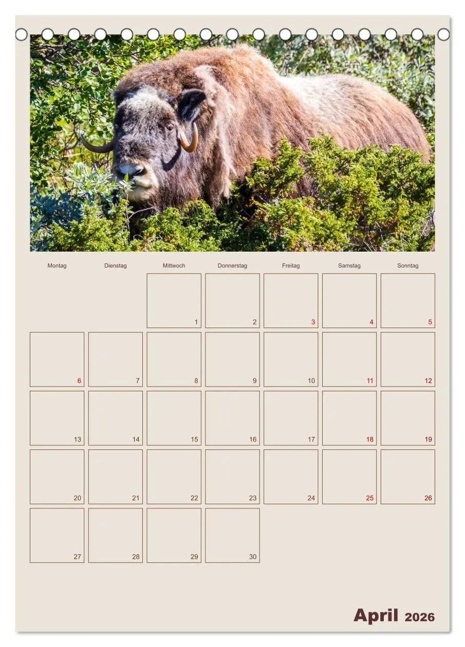 Bild: 9783516240627 | Moschusochsen - Norwegens gemütliche Riesen (Tischkalender 2026 DIN...