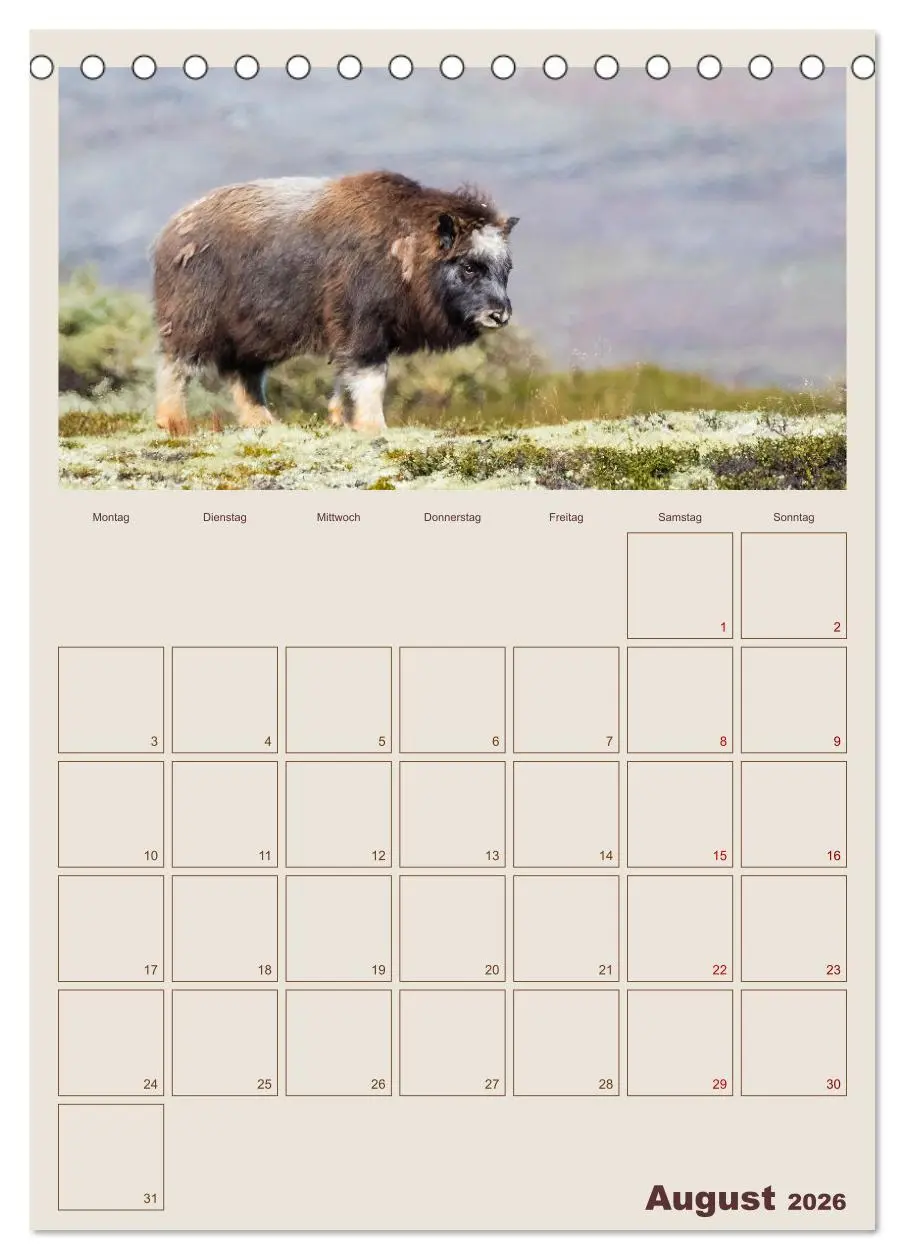 Bild: 9783516240627 | Moschusochsen - Norwegens gemütliche Riesen (Tischkalender 2026 DIN...