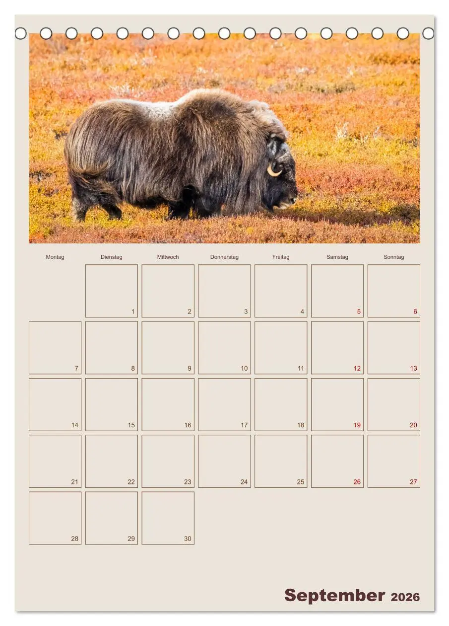 Bild: 9783516240627 | Moschusochsen - Norwegens gemütliche Riesen (Tischkalender 2026 DIN...