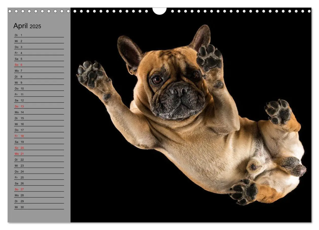 Bild: 9783435030927 | Bullymania - Französische Bulldoggen (Wandkalender 2025 DIN A3...