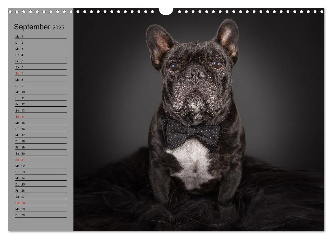 Bild: 9783435030927 | Bullymania - Französische Bulldoggen (Wandkalender 2025 DIN A3...