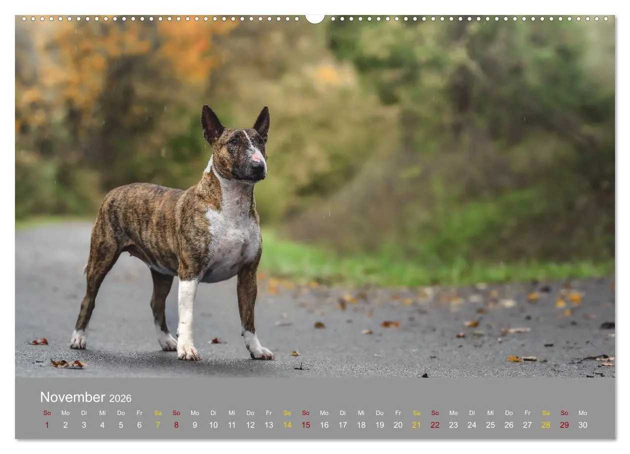 Bild: 9783457321027 | Bullterrier, liebenswerte Sturköpfe (Wandkalender 2026 DIN A2...