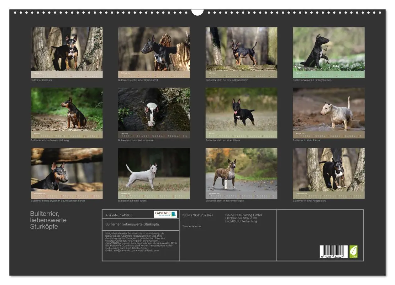 Bild: 9783457321027 | Bullterrier, liebenswerte Sturköpfe (Wandkalender 2026 DIN A2...