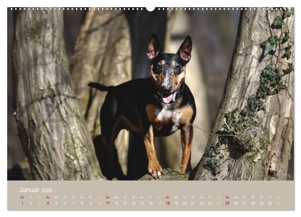 Bild: 9783457321027 | Bullterrier, liebenswerte Sturköpfe (Wandkalender 2026 DIN A2...