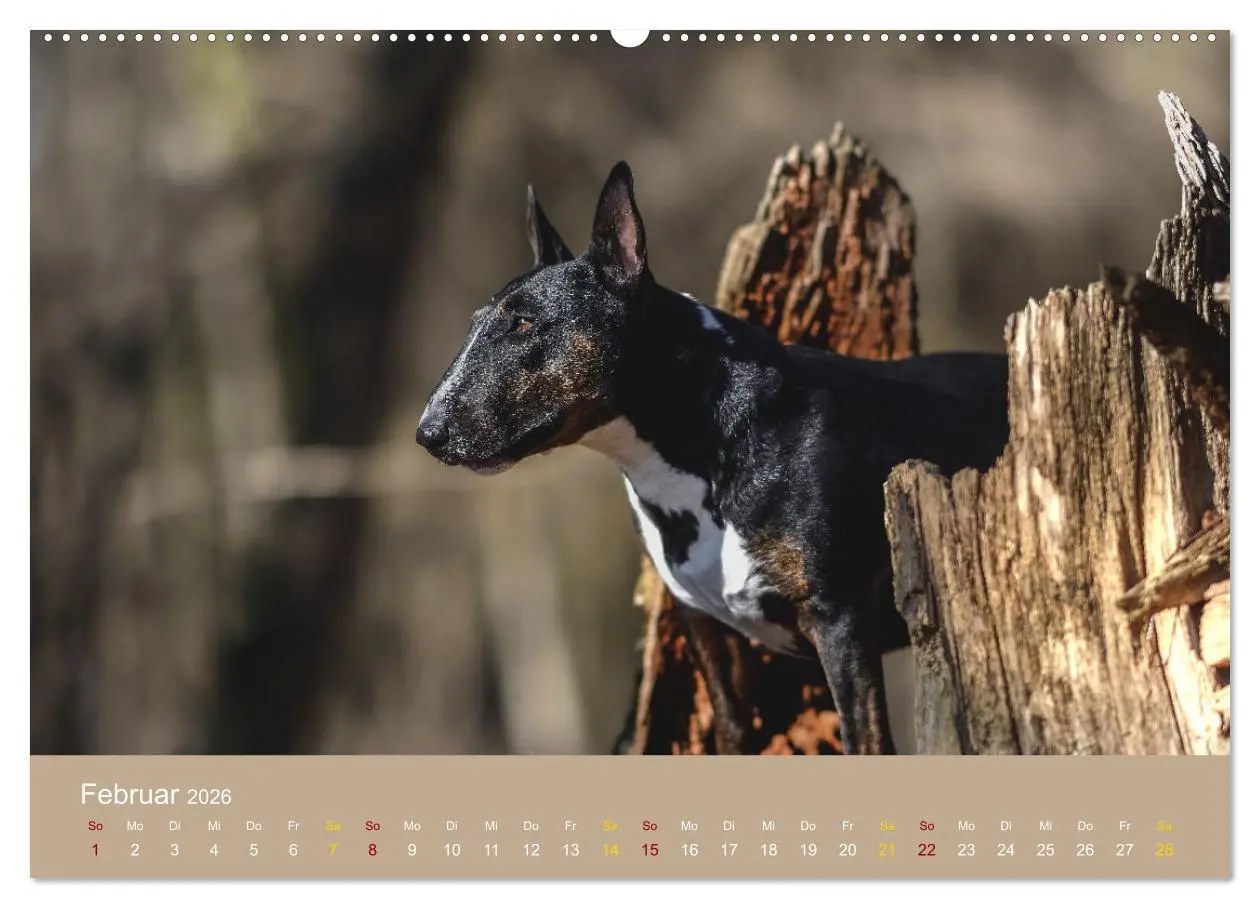 Bild: 9783457321027 | Bullterrier, liebenswerte Sturköpfe (Wandkalender 2026 DIN A2...