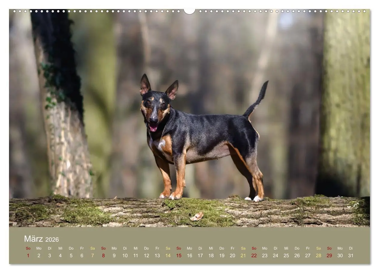 Bild: 9783457321027 | Bullterrier, liebenswerte Sturköpfe (Wandkalender 2026 DIN A2...