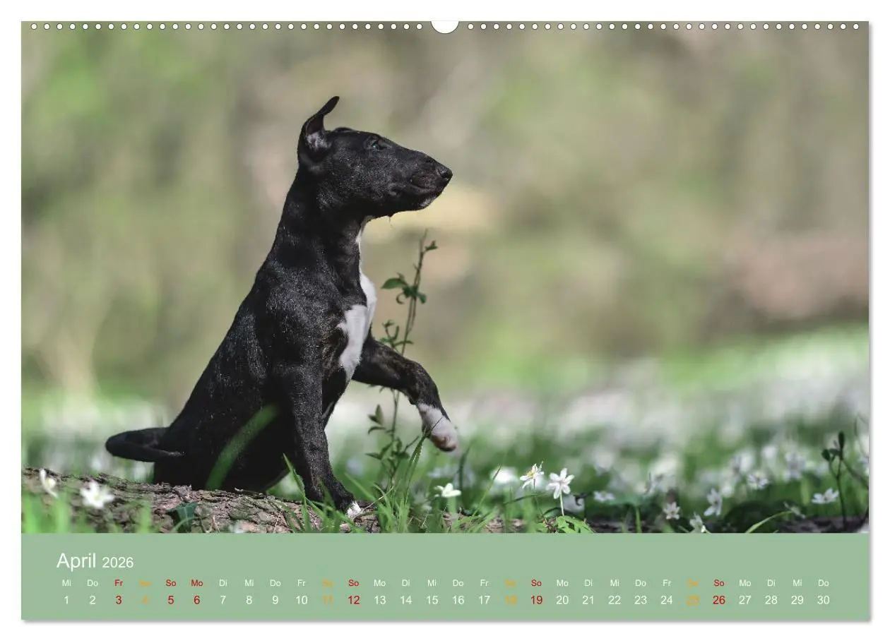 Bild: 9783457321027 | Bullterrier, liebenswerte Sturköpfe (Wandkalender 2026 DIN A2...