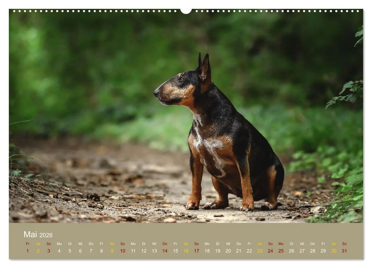 Bild: 9783457321027 | Bullterrier, liebenswerte Sturköpfe (Wandkalender 2026 DIN A2...