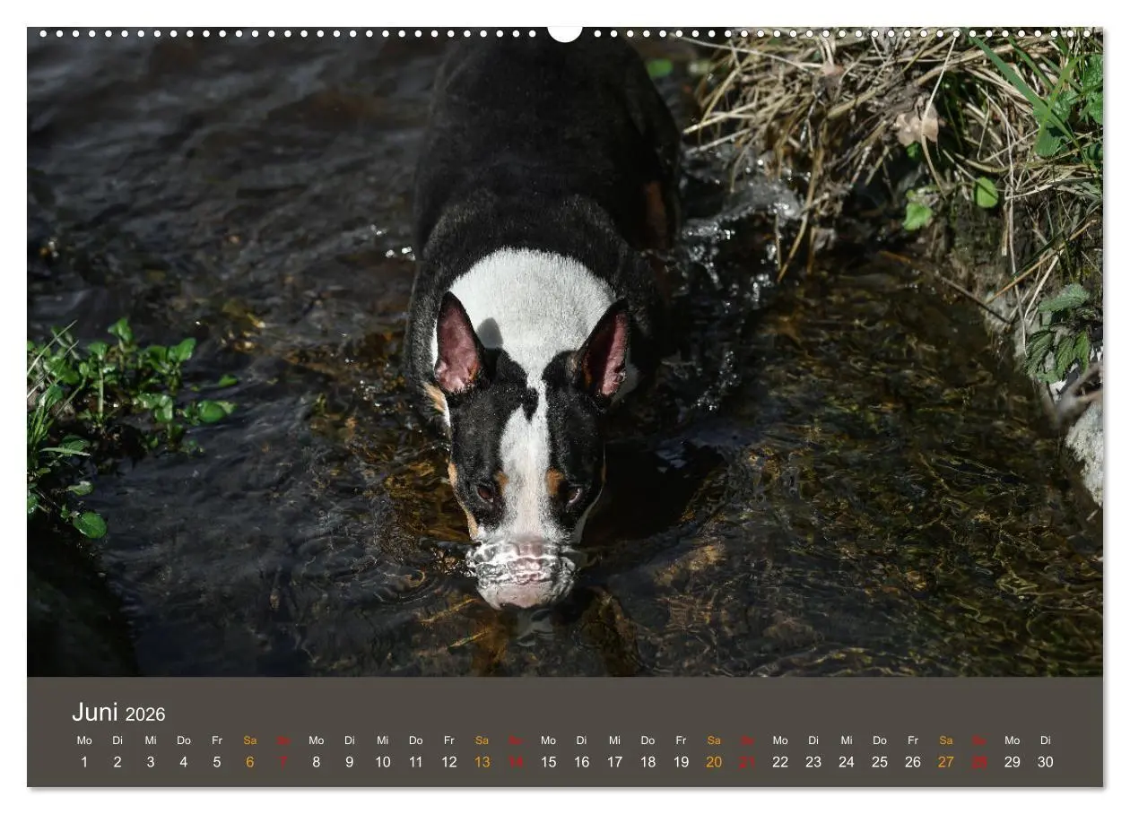 Bild: 9783457321027 | Bullterrier, liebenswerte Sturköpfe (Wandkalender 2026 DIN A2...
