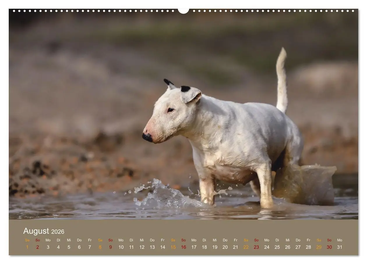 Bild: 9783457321027 | Bullterrier, liebenswerte Sturköpfe (Wandkalender 2026 DIN A2...