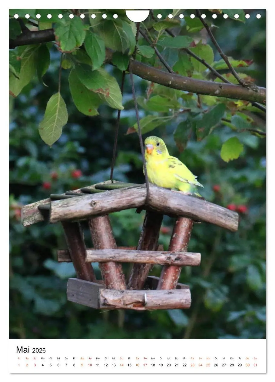 Bild: 9783516411027 | Wellensittichküken (Wandkalender 2026 DIN A4 hoch), CALVENDO...