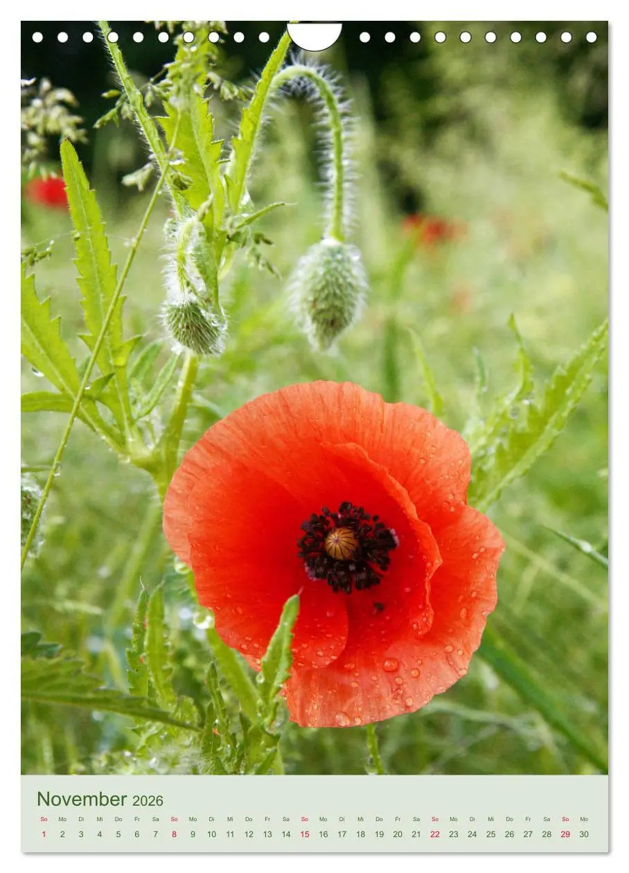 Bild: 9783516401127 | Mohn im Feld (Wandkalender 2026 DIN A4 hoch), CALVENDO Monatskalender