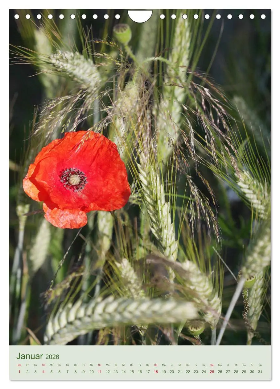 Bild: 9783516401127 | Mohn im Feld (Wandkalender 2026 DIN A4 hoch), CALVENDO Monatskalender