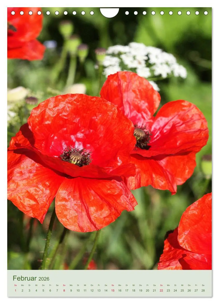 Bild: 9783516401127 | Mohn im Feld (Wandkalender 2026 DIN A4 hoch), CALVENDO Monatskalender