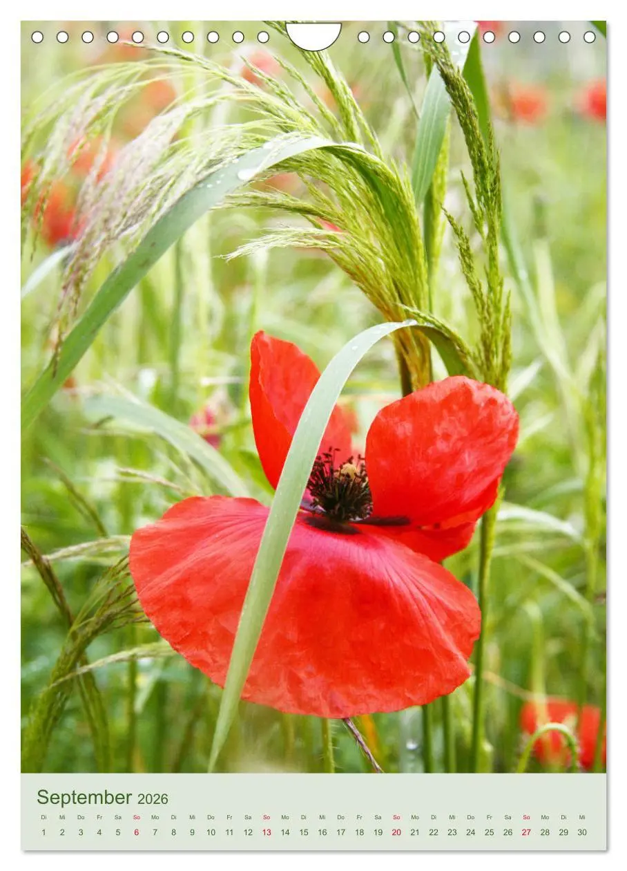 Bild: 9783516401127 | Mohn im Feld (Wandkalender 2026 DIN A4 hoch), CALVENDO Monatskalender