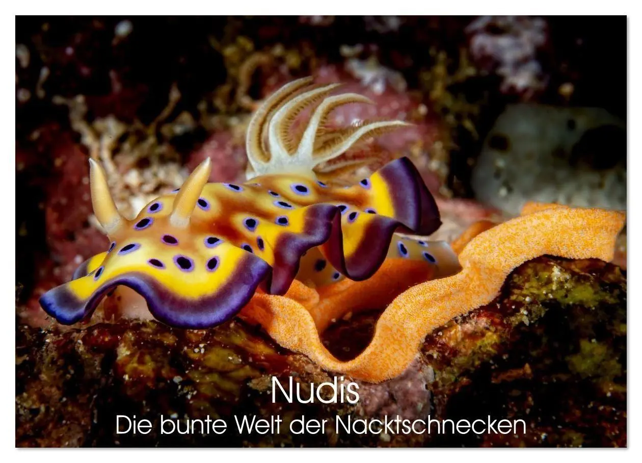 Cover: 9783516641127 | Nudis - Die bunte Welt der Nacktschnecken (Wandkalender 2026 DIN A4...