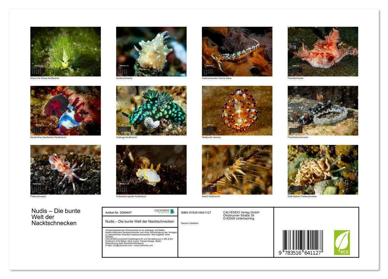 Bild: 9783516641127 | Nudis - Die bunte Welt der Nacktschnecken (Wandkalender 2026 DIN A4...