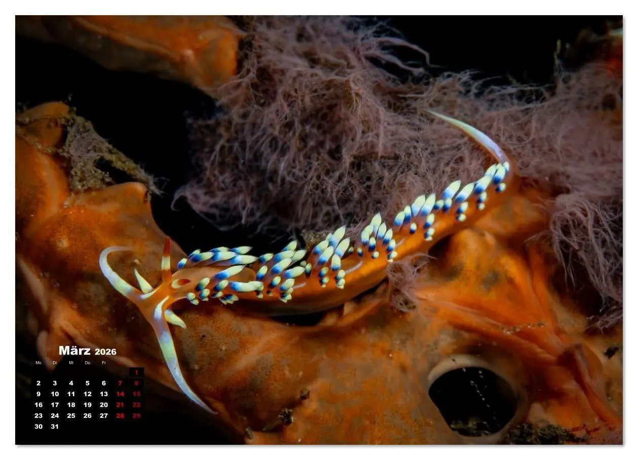 Bild: 9783516641127 | Nudis - Die bunte Welt der Nacktschnecken (Wandkalender 2026 DIN A4...