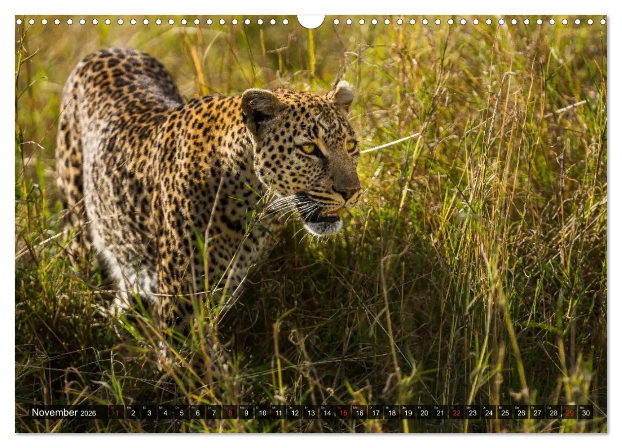 Bild: 9783516161427 | Kenia 2026 (Wandkalender 2026 DIN A3 quer), CALVENDO Monatskalender