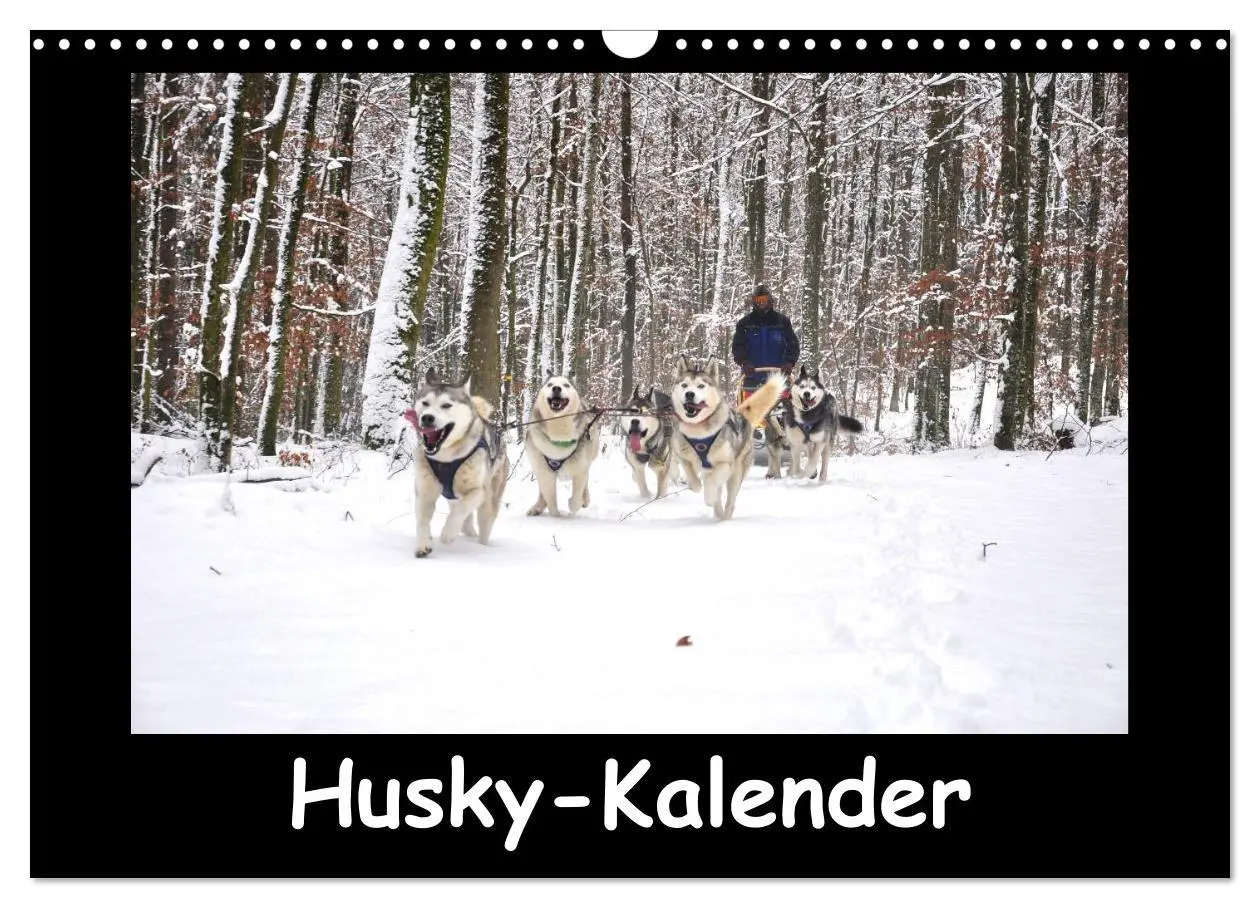 Cover: 9783516231427 | Husky-Kalender (Wandkalender 2026 DIN A3 quer), CALVENDO...